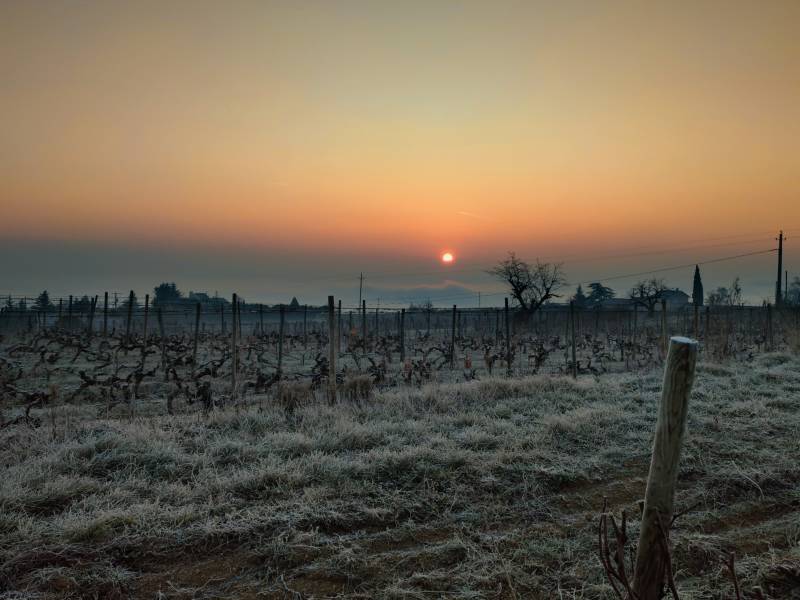 Levé de soleil sur les vignes de Syrah à Charnas près de Lyon